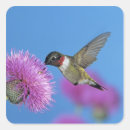 Search for motion stickers Bird