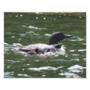 Search for loon posters Baby