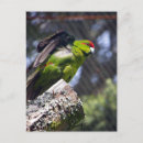 Search for new zealand birds postcards Wildlife