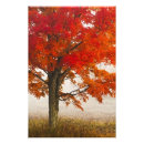 Search for red tree posters Grass