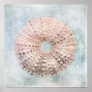 Search for sea urchin posters Blue