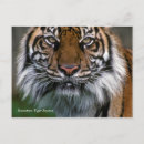 Search for sumatran postcards Wild