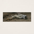 Search for sunbathing photography Wildlife