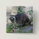 Search for mammals square badges Animal
