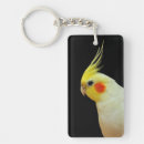Search for lutino cockatiel Cute