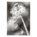 Search for medicinal herbs posters Plant