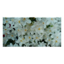 Search for bulbs daffodils posters Nature