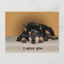 Search for sad miss you puppy postcards Pet