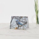 Search for bluejay cards Nature