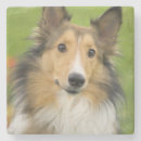 Search for collie coasters Sable