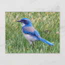 Search for jay bird postcards Blue