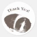 Search for guinea pigs stickers Animal