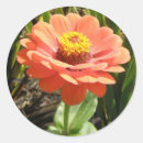 Search for zinnias stickers Photography