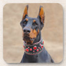 Search for collare coasters Pet