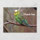 Search for pet bird cards Budgerigar