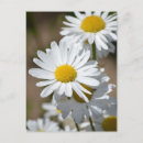 Search for spring daisy postcards Garden