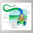 Search for gram posters Science