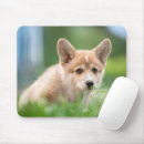 Search for the yard mouse mats Queen's dog
