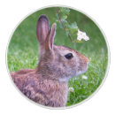 Search for bunnie photography Rabbits