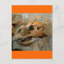 Search for dinosaur skeleton postcards Bones
