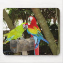Search for parrots standard mouse mats Animals