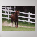 Search for hoof posters Mane