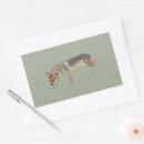Search for coyotes stickers Nature