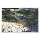 Search for ding posters Sanibel island