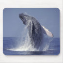 Search for breaching electronics Marine life