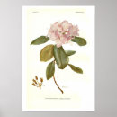 Search for rhododendron posters Vintage