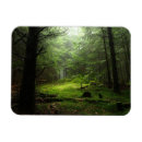 Search for forests magnets Nature