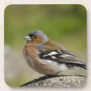 Search for coelebs Bird