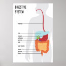 Search for human digestive system posters Biology