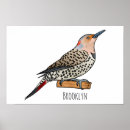 Search for flickers posters Northern flicker