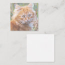 Search for ginger cat invitations Animals