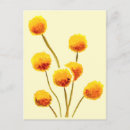 Search for australian flower postcards Yellow