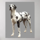 Search for harlequin great dane art Puppy