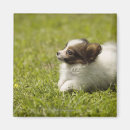 Search for going out magnets Animal