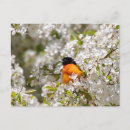 Search for oriole postcards Nature