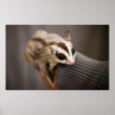 Search for gliders posters Photography
