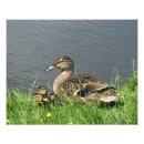 Search for cute duck posters Birds