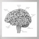 Search for neuroscience posters Human anatomy
