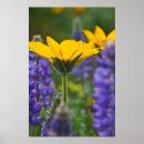 Search for balsam posters Colourful