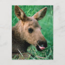 Search for ungulate postcards Animal