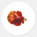Search for betta stickers Siamese fighting fish