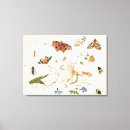 Search for kessel canvas prints Butterfly