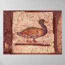 Search for canard Mallard