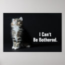 Search for cat photography posters Pet