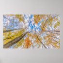 Search for forest floor posters Trees