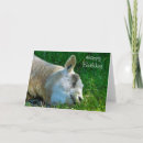 Search for funny sheep cards Cool